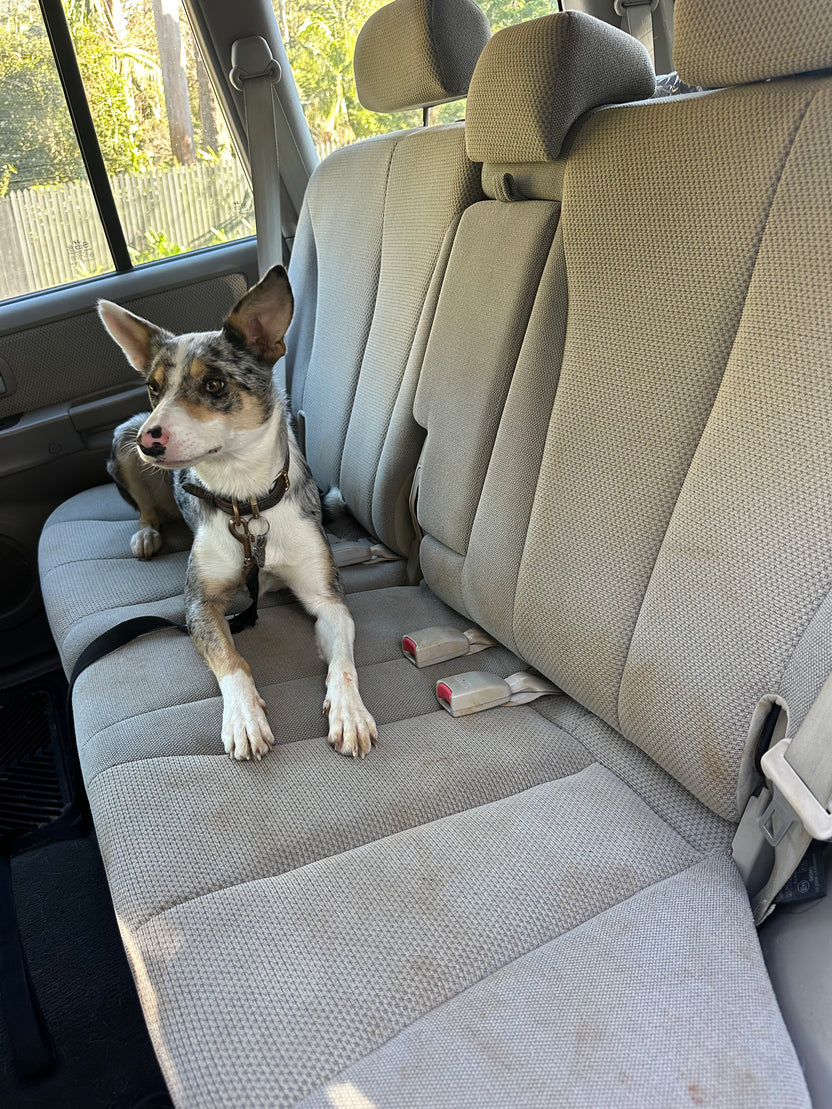 Dog sitting on an unprotected vehicle back seat