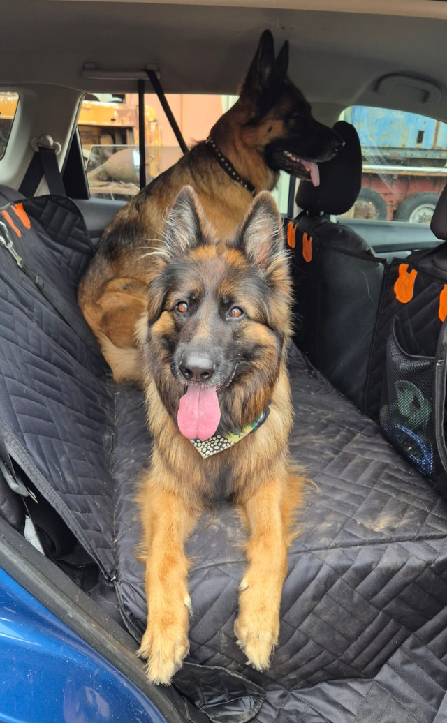 Dog using the protected hard bottom car seat cover